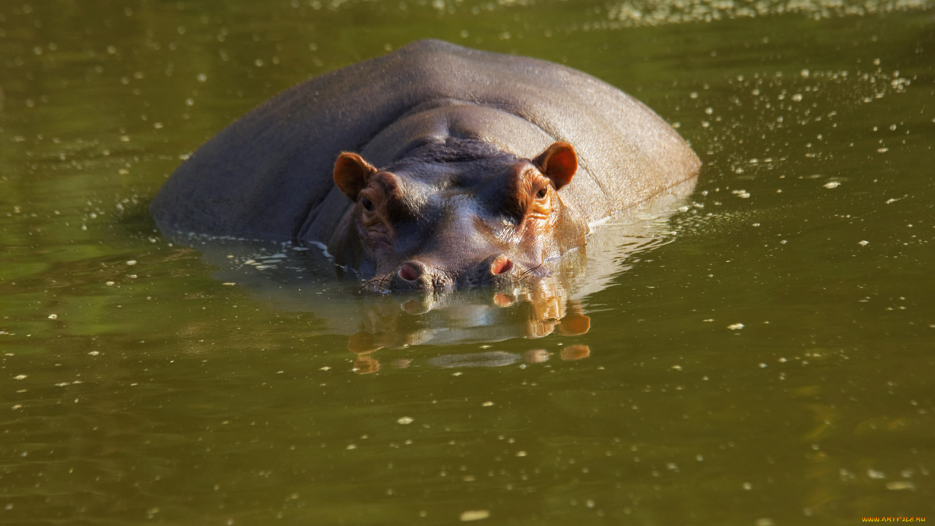 бегемот, животные, бегемоты, hippopotamus, млекопитающие, китопарнокопытные, бегемотовые, клыки, пасть, вода