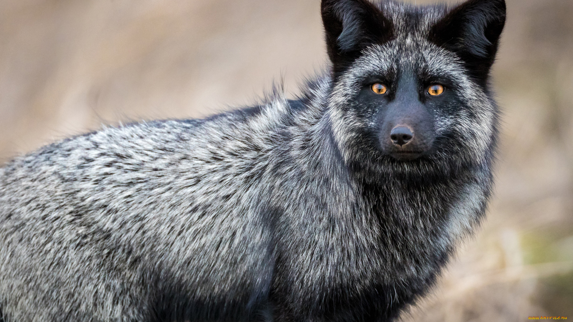 чернобурая, лисица, животные, лисы, чернобурая, лисица, black, fox, чернобурка, псовые, лисицы, млекопитающие, мех, пушнина, чёрная, лиса, хищник