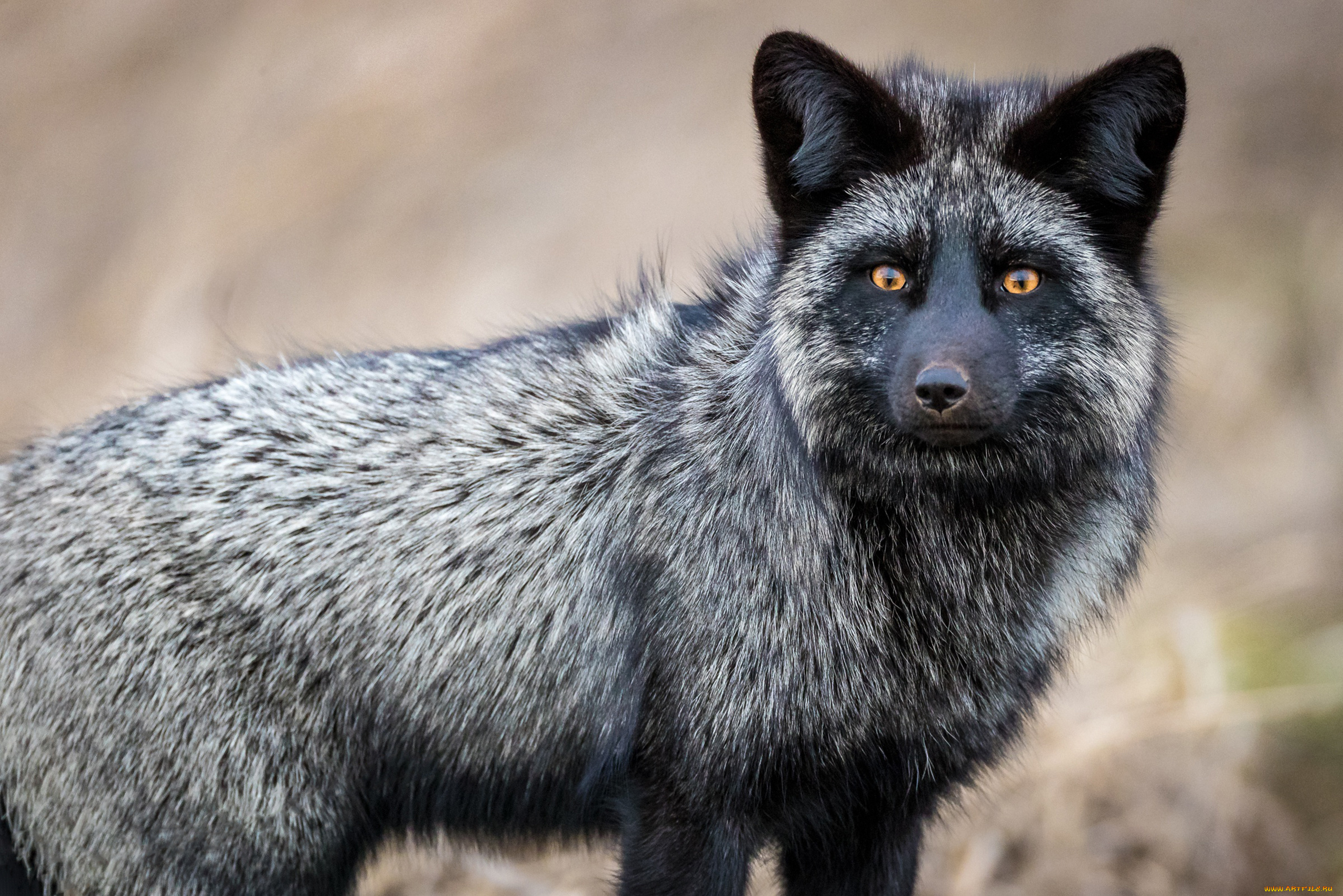 чернобурая, лисица, животные, лисы, чернобурая, лисица, black, fox, чернобурка, псовые, лисицы, млекопитающие, мех, пушнина, чёрная, лиса, хищник