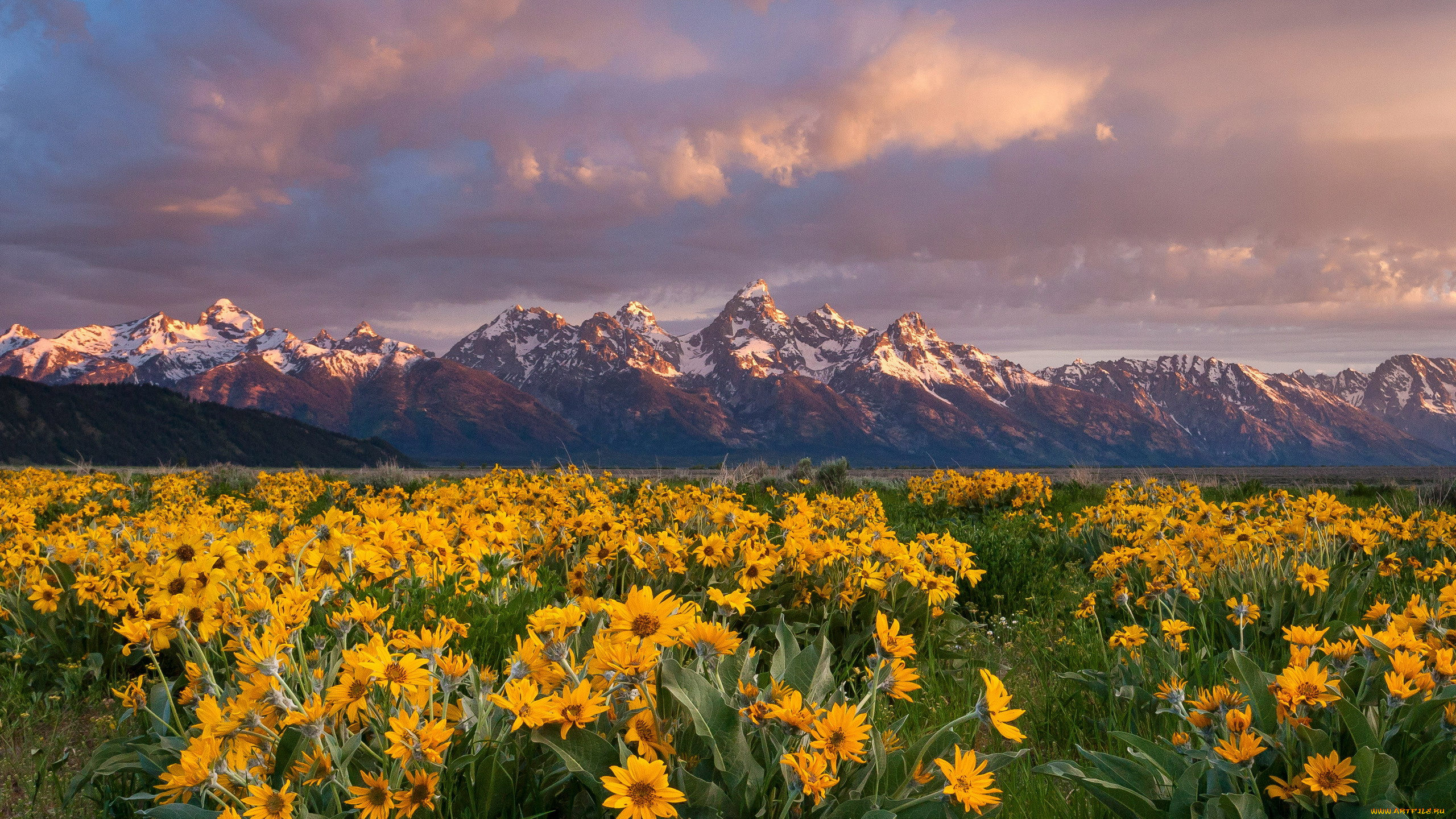 balsamroot, grand, teton, national, park, wyoming, природа, луга, grand, teton, national, park