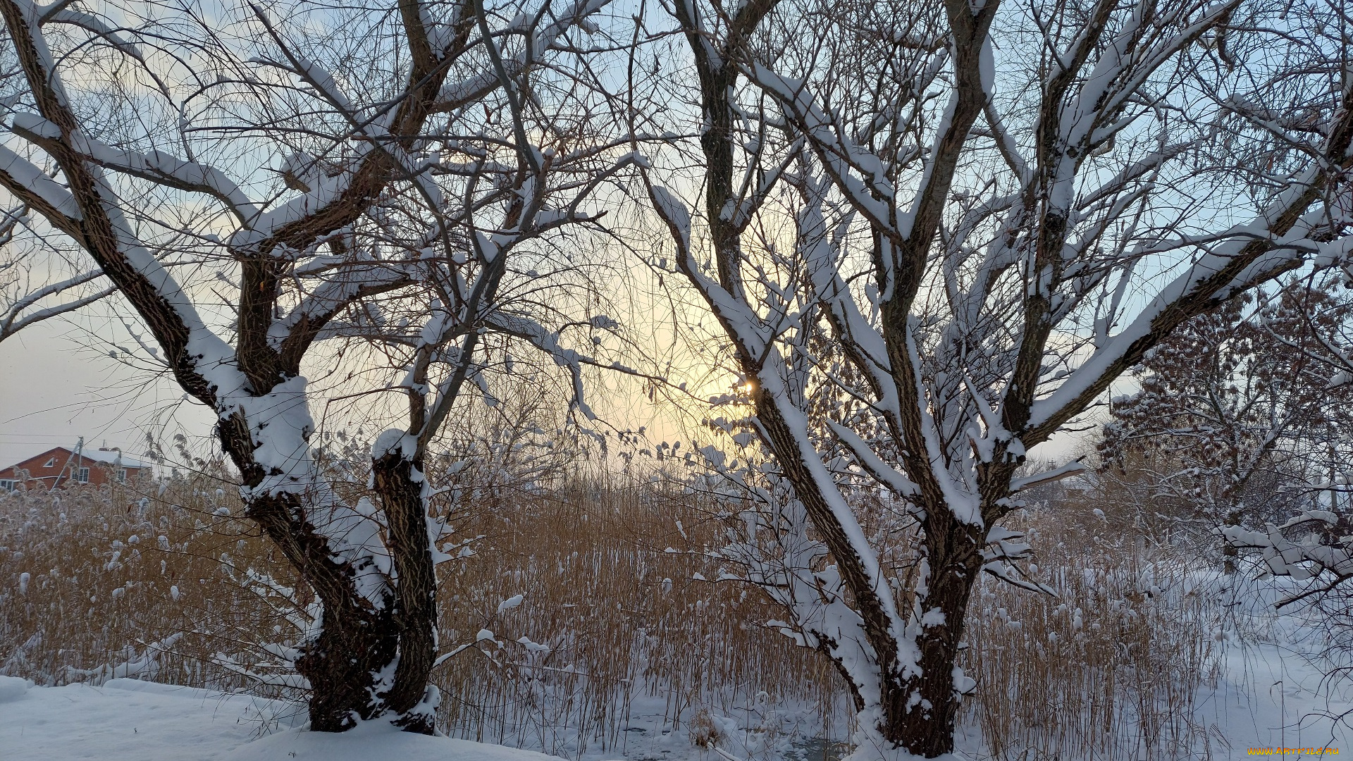 природа, деревья, зима, снег