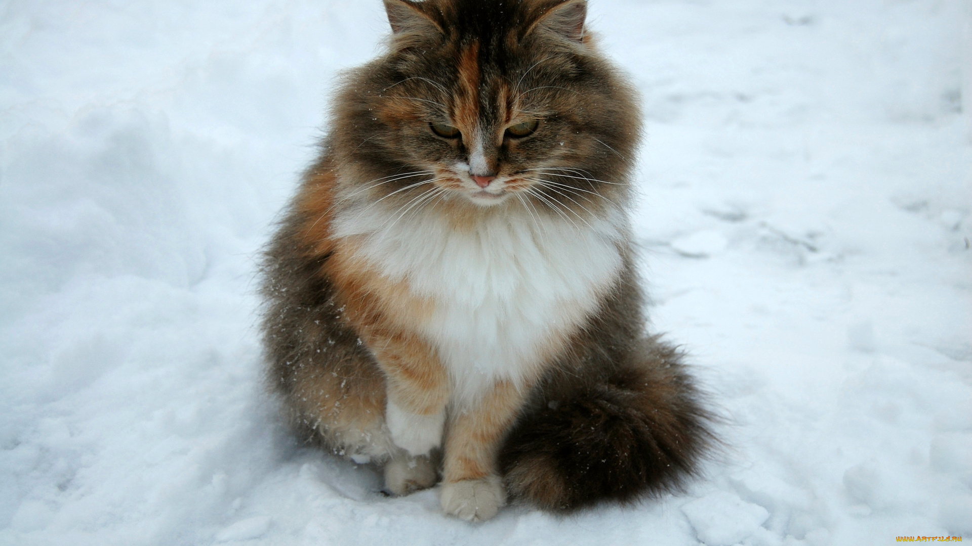 животные, коты, кот, кошка, снег, зима