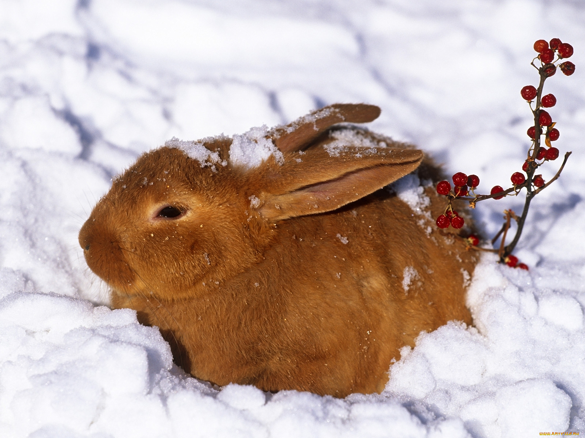 животные, кролики, зайцы, заяц, кролик, снег