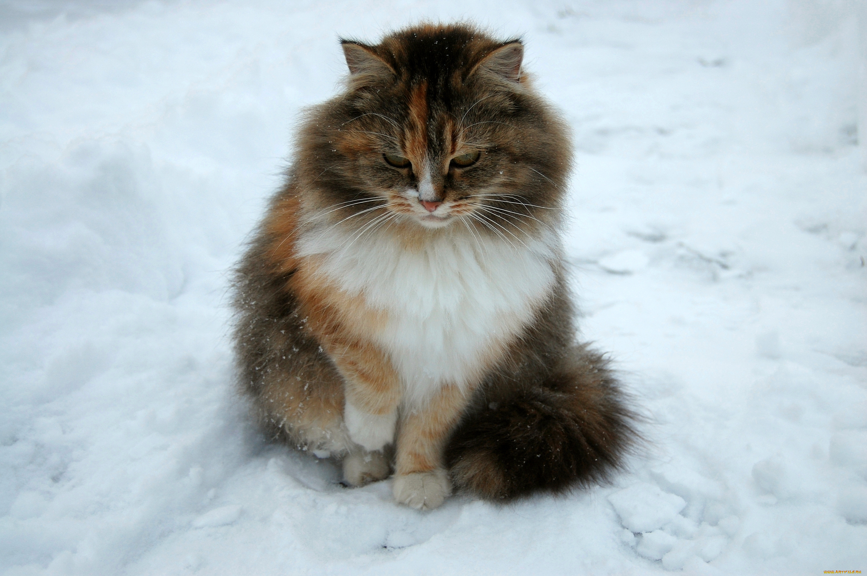 животные, коты, кот, кошка, снег, зима