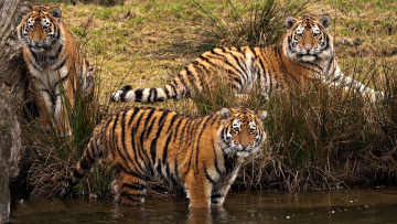 Картинка животные тигры тигр вода