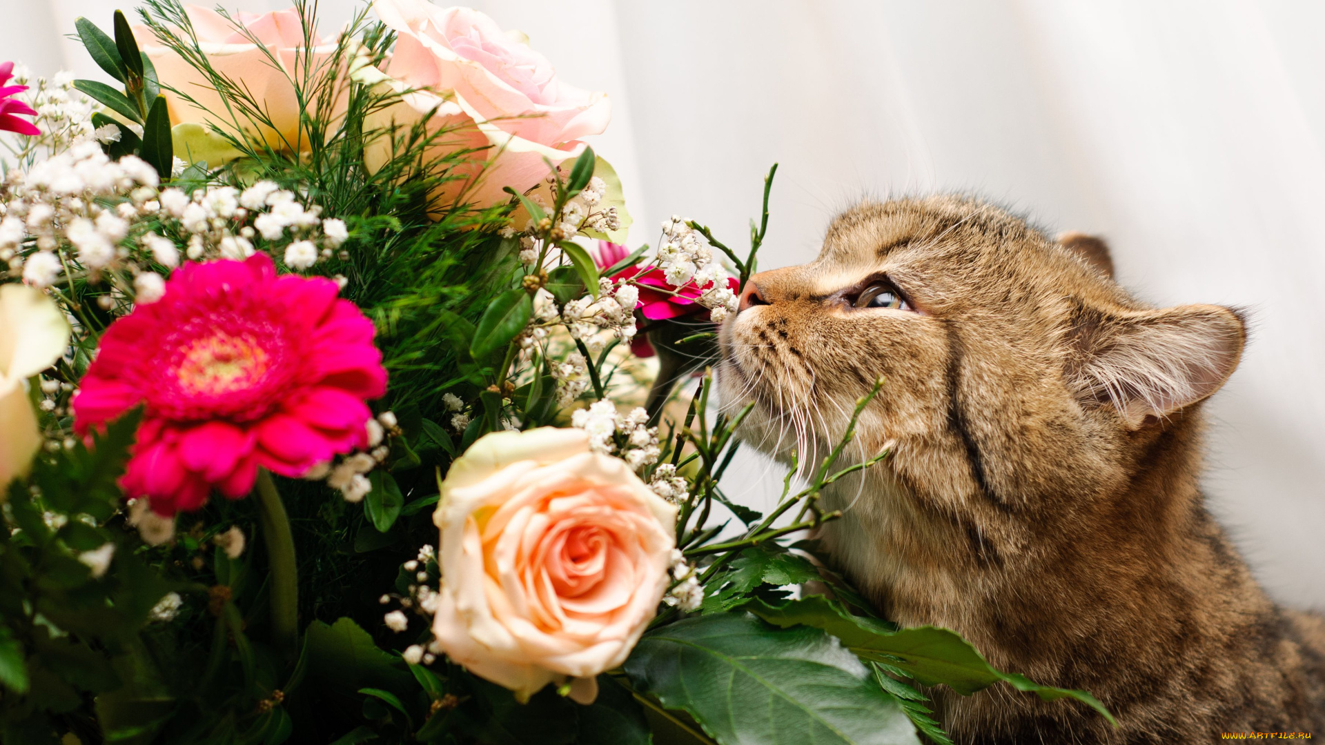 животные, коты, букет, цветы