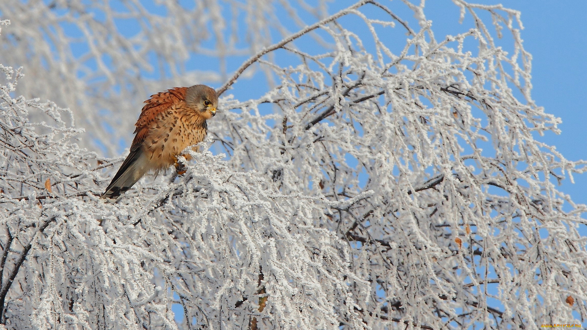 животные, птицы, хищники, kestrel, пустельга, семейство, соколиных, дерево, зима, оперение, снег