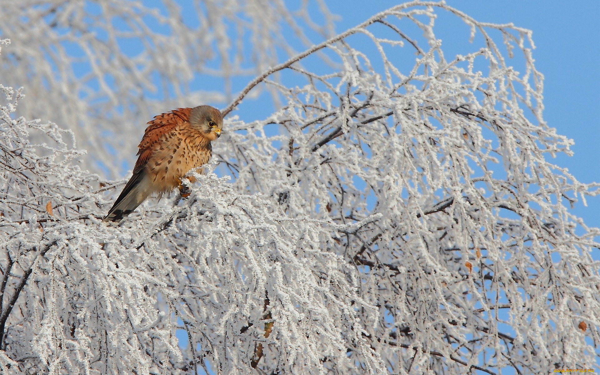 животные, птицы, хищники, kestrel, пустельга, семейство, соколиных, дерево, зима, оперение, снег