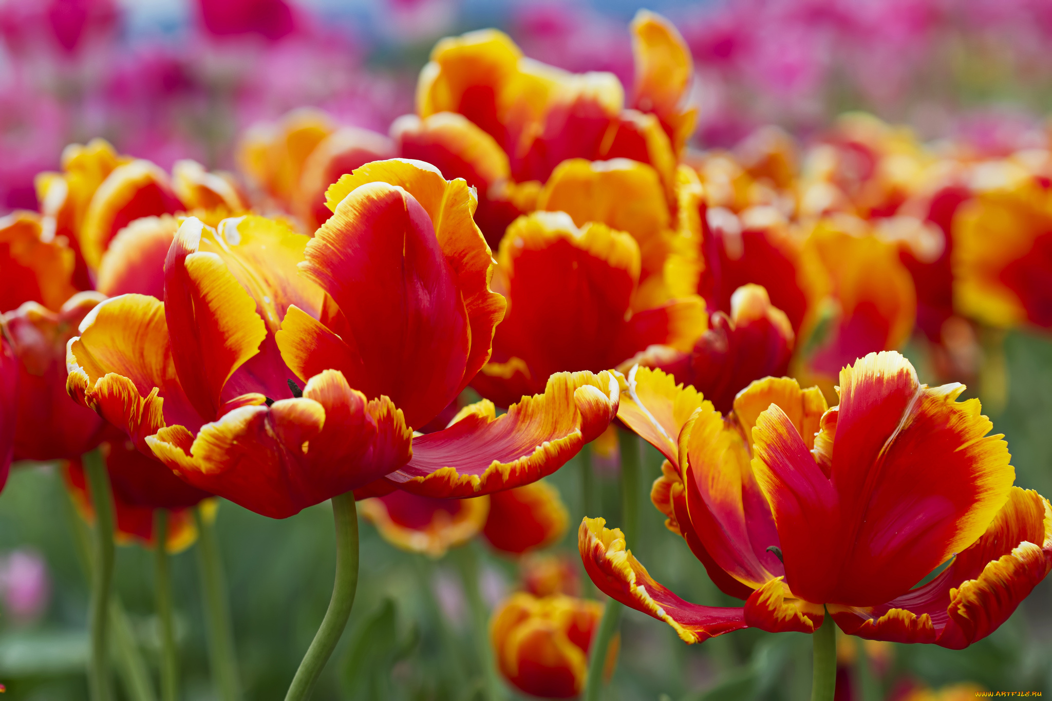 тюльпаны красные tulips red бесплатно