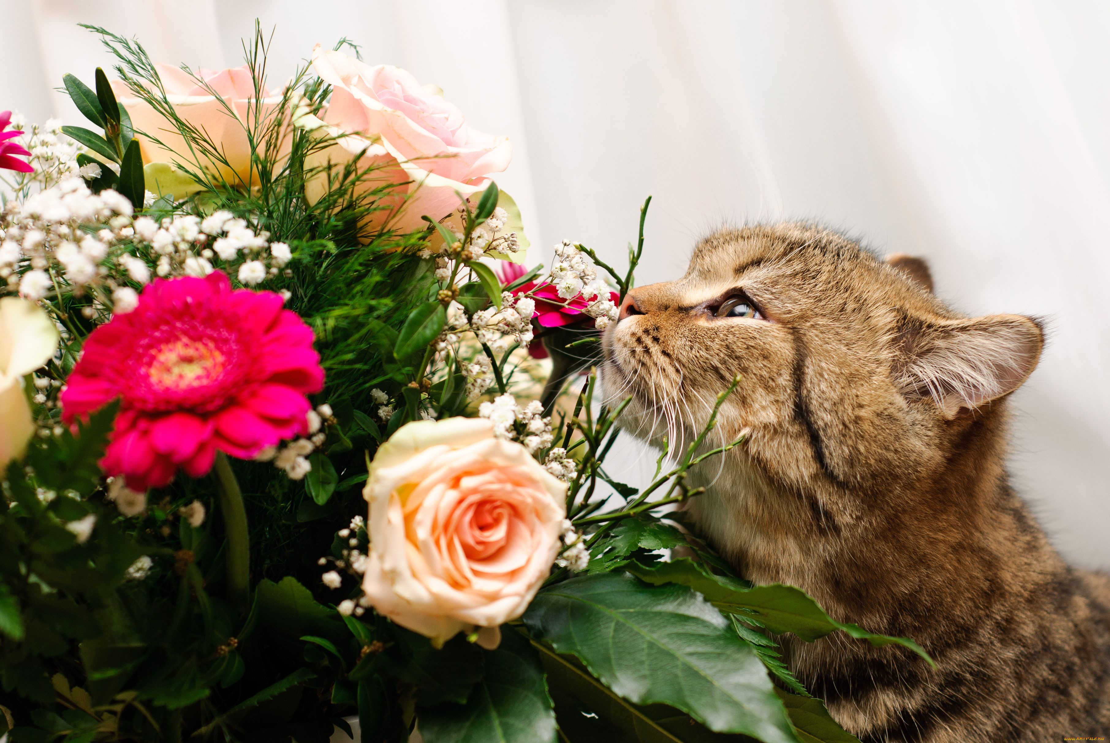 животные, коты, букет, цветы