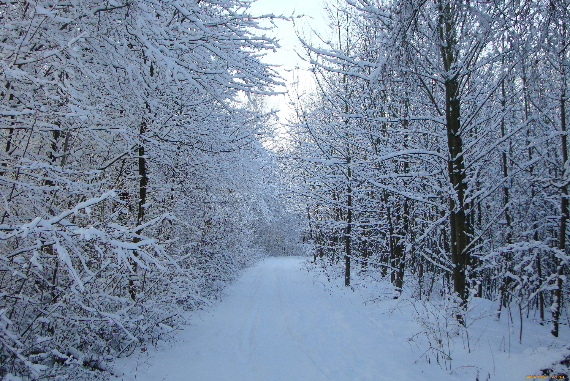 природа, зима, дорога, лес, снег