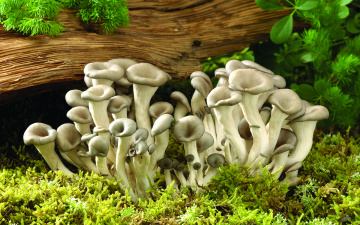 Картинка природа грибы хвоя дерево мох