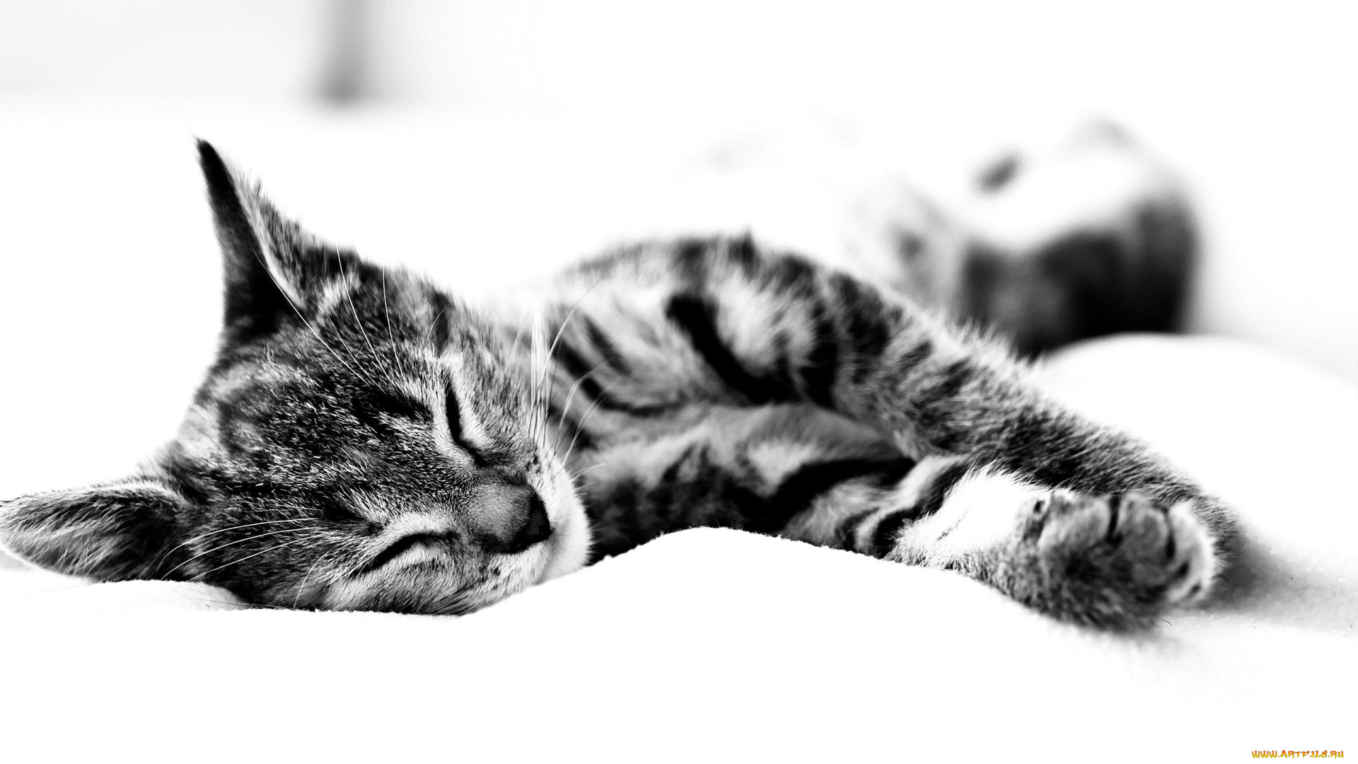 животные, коты, полосатый, котенок, отдых, сон, черно-белый