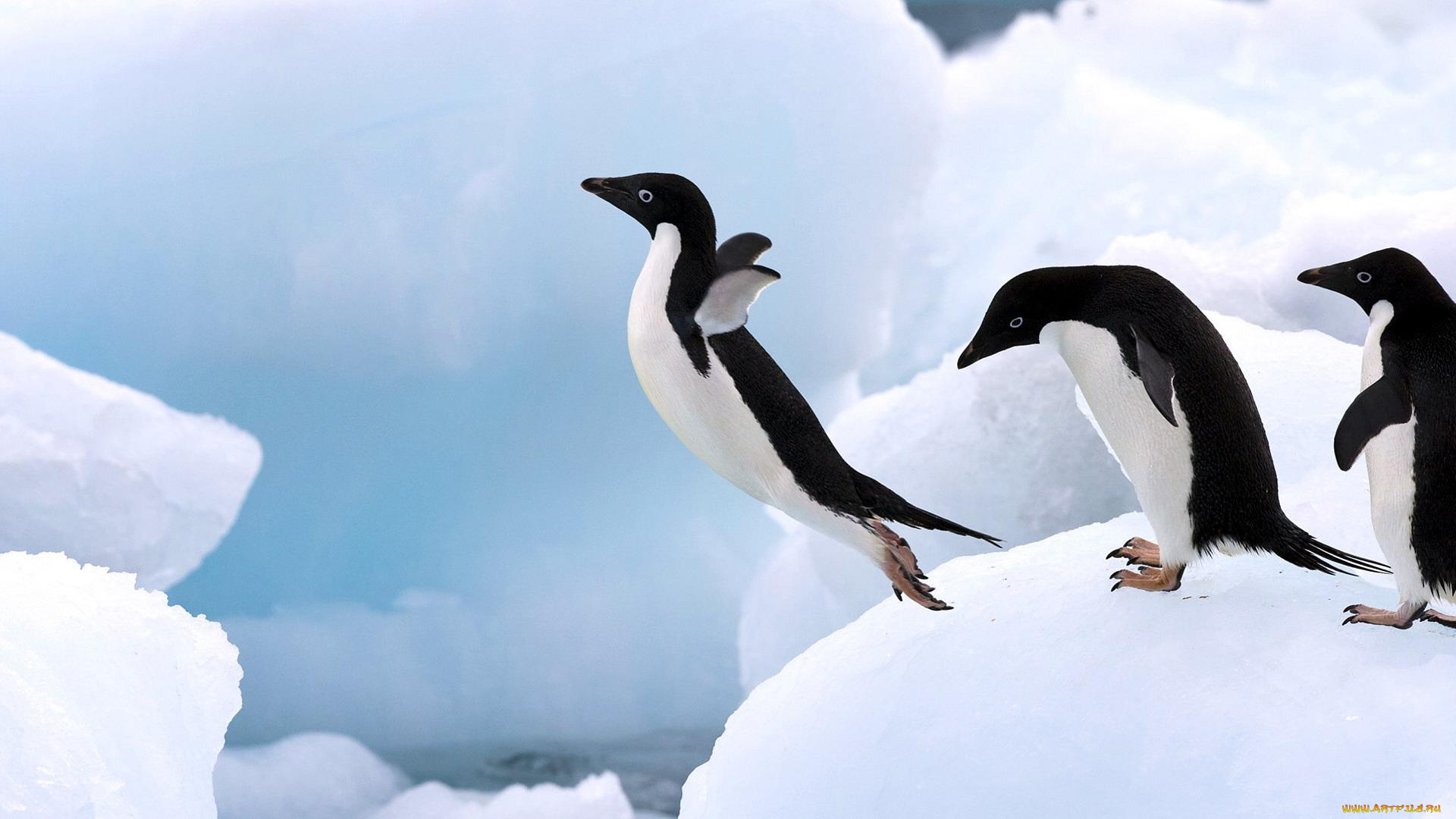 животные, пингвины, снег, прыжок, лед, адели