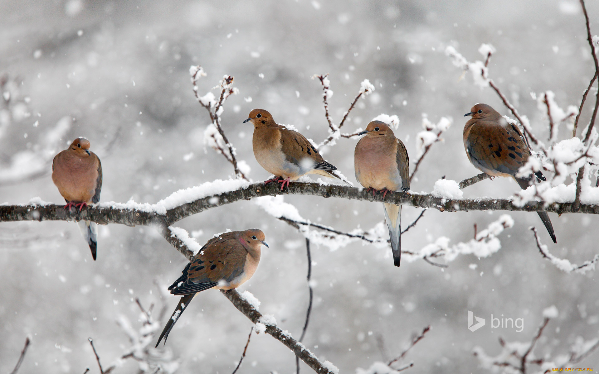 животные, птицы, снег, ветка