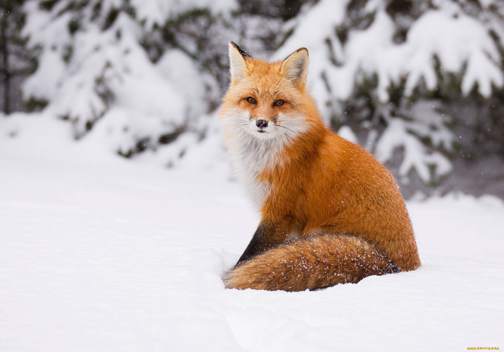 животные, лисы, снег, зима, рыжая, лиса