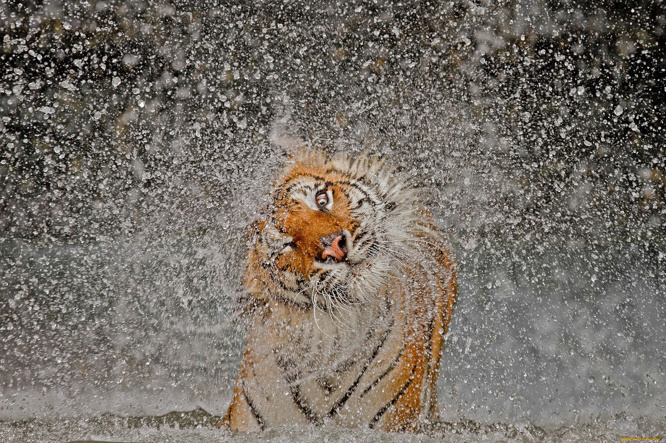 животные, тигры, тигр, глаз, брызги, вода, мокрый