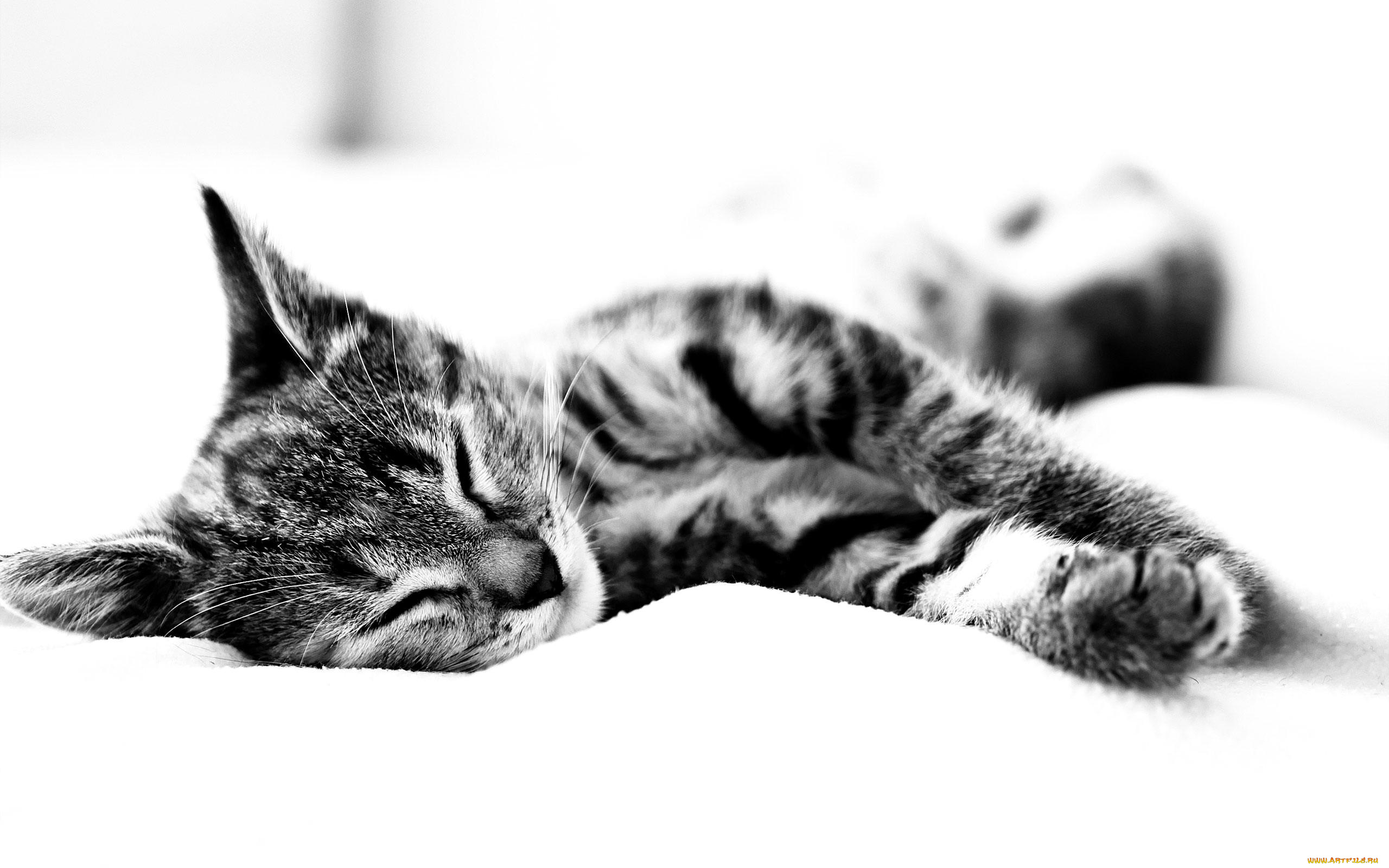животные, коты, полосатый, котенок, отдых, сон, черно-белый