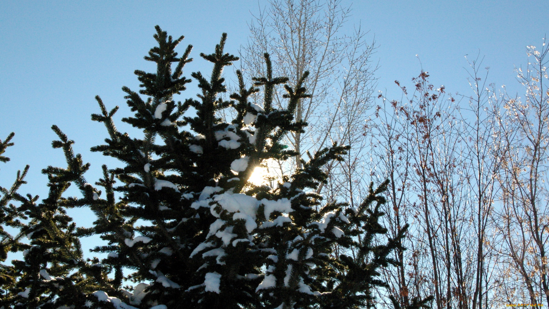 природа, деревья, зима, снег, елка