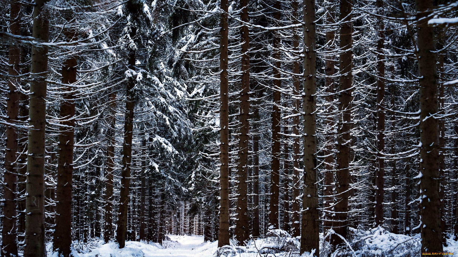 природа, лес, деревья, зима