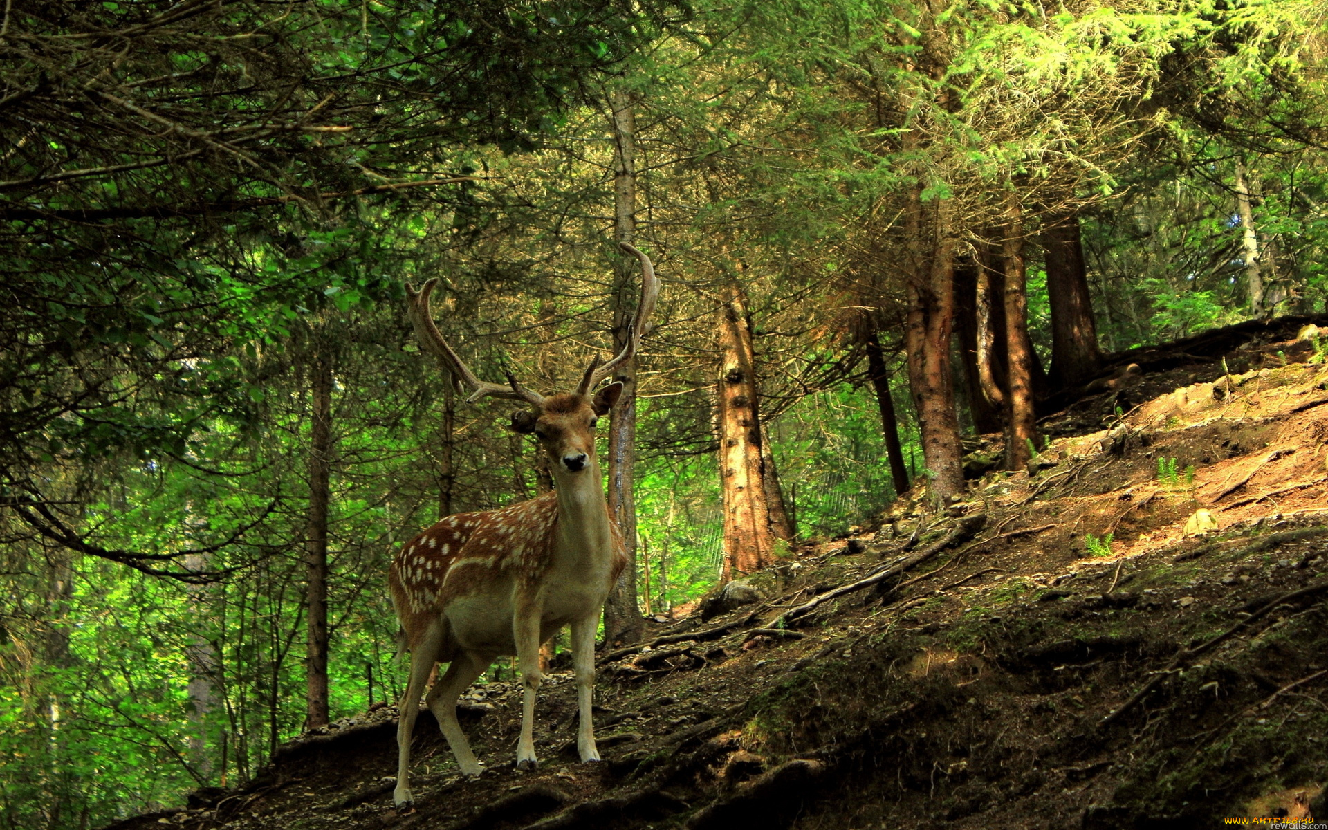 природа животные олени nature animals deer бесплатно