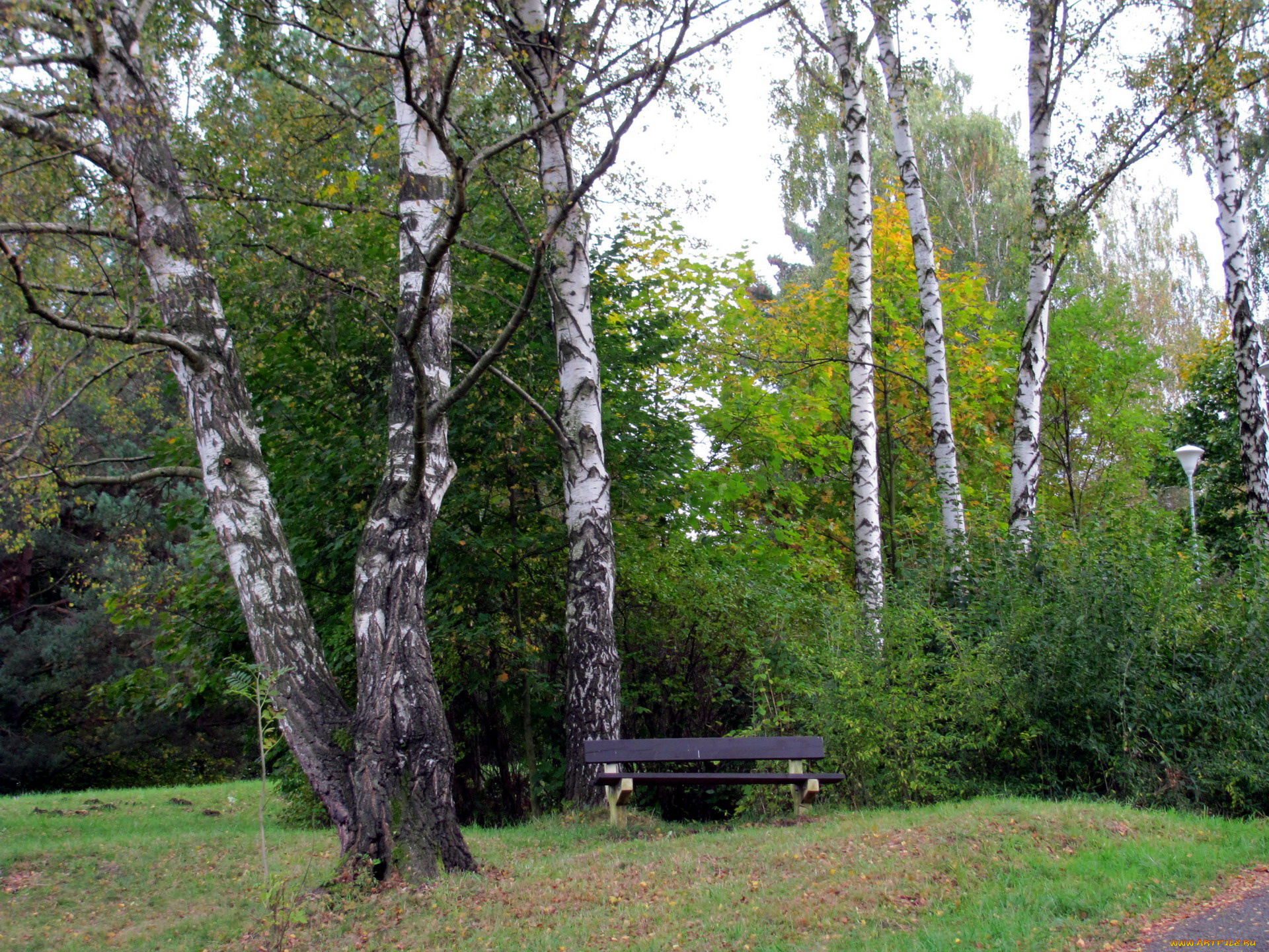 природа, парк, скамейка, березки, осень