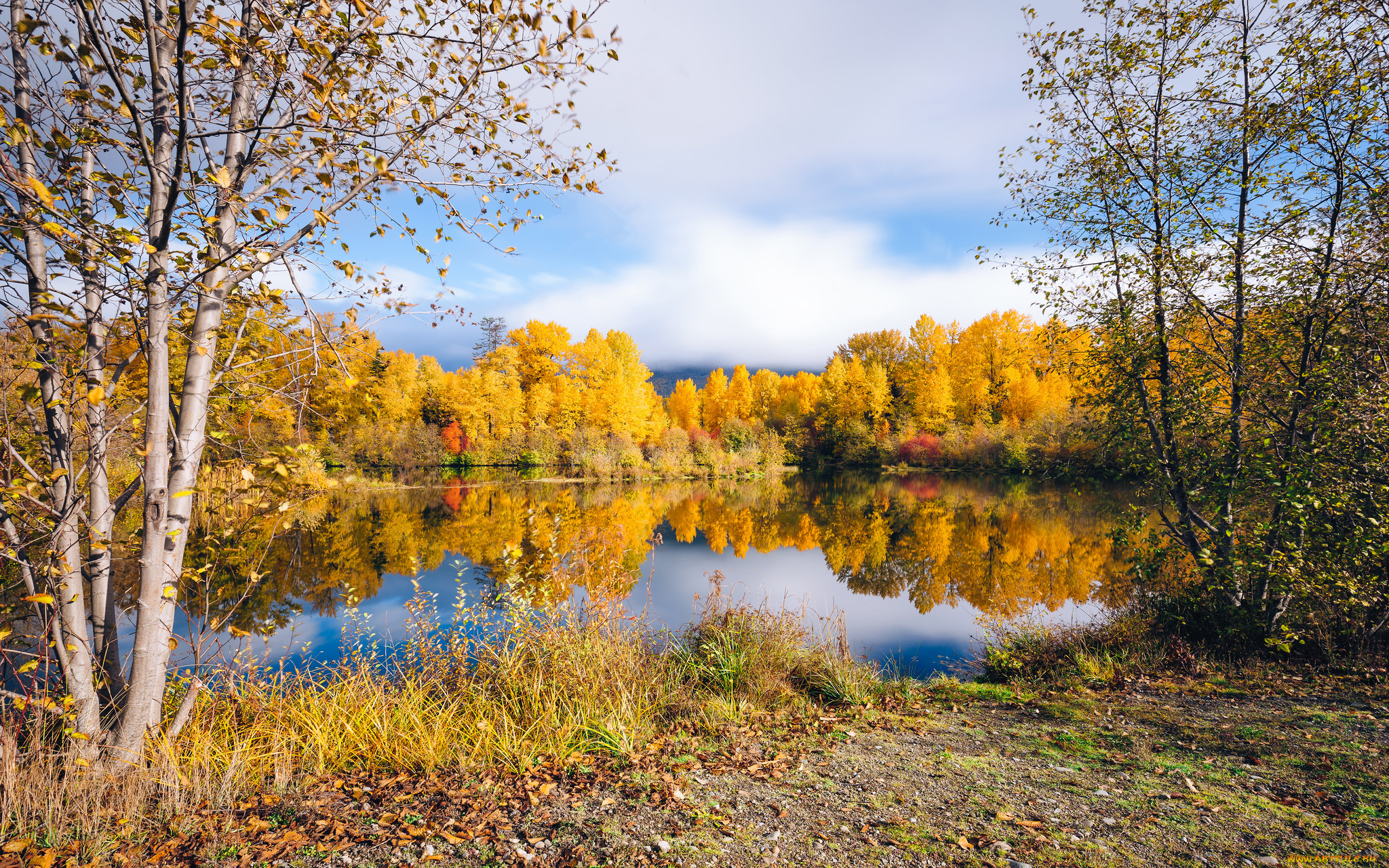 природа, реки, озера, река, лес