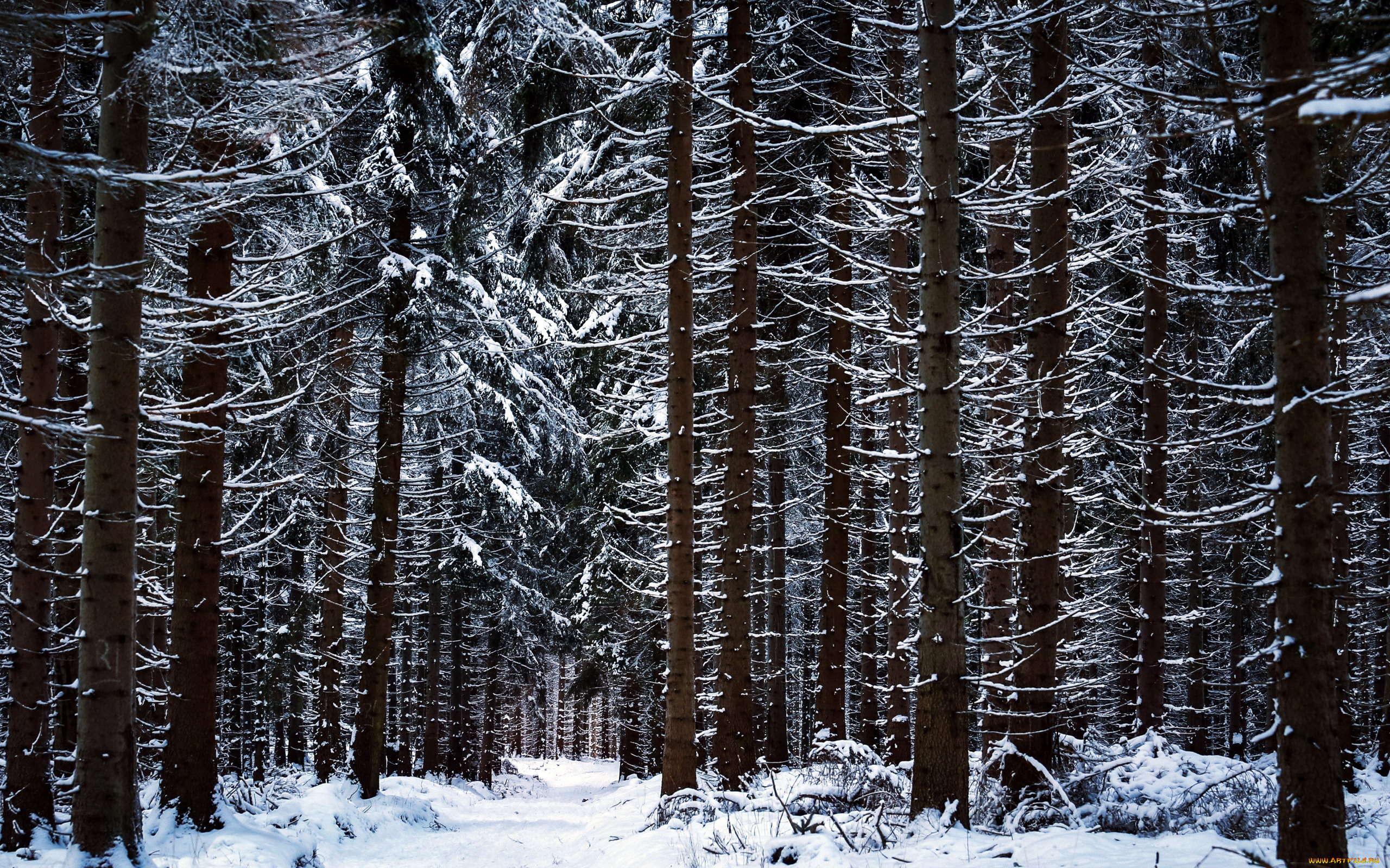 природа, лес, деревья, зима