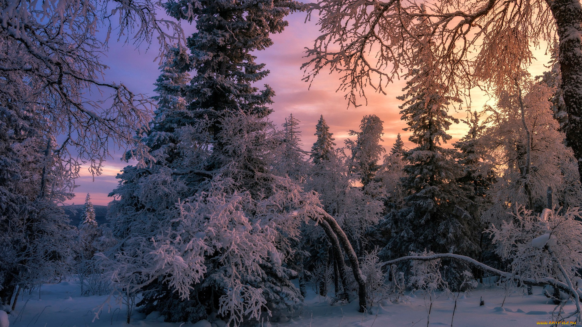 природа, лес, снег, ёлки