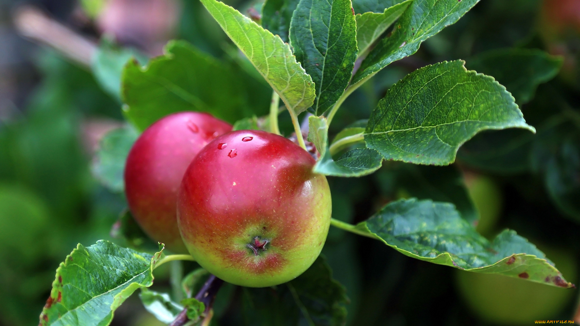 природа, плоды, яблоки, ветка