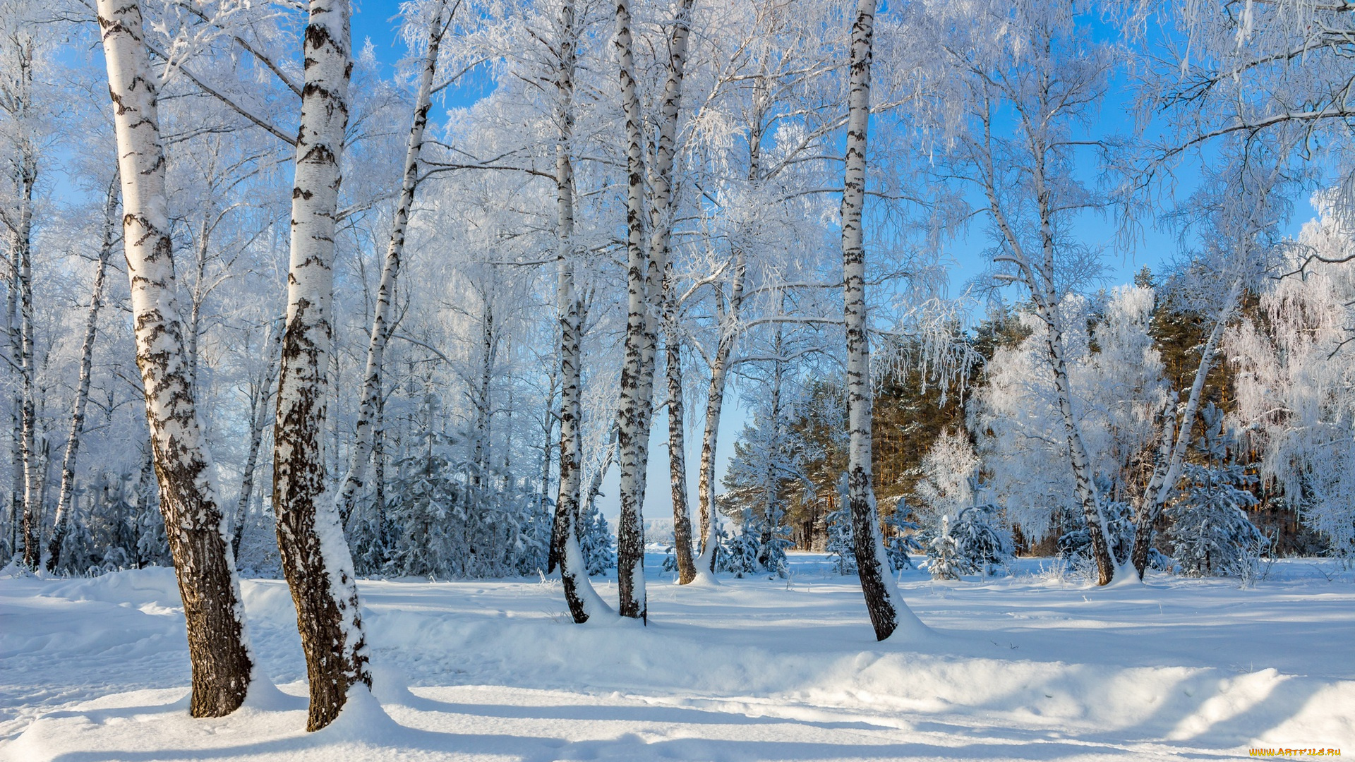 природа, зима, снег, берёзы