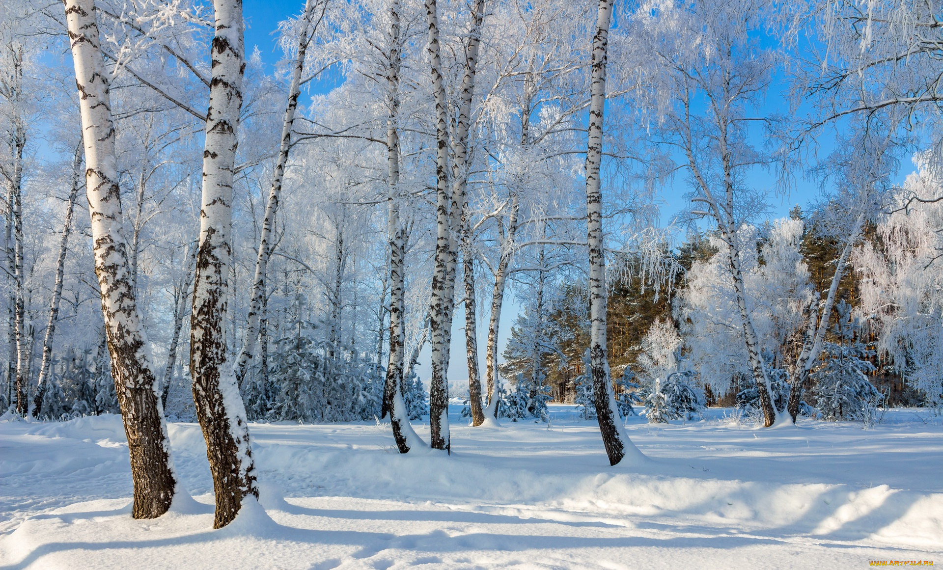природа, зима, снег, берёзы
