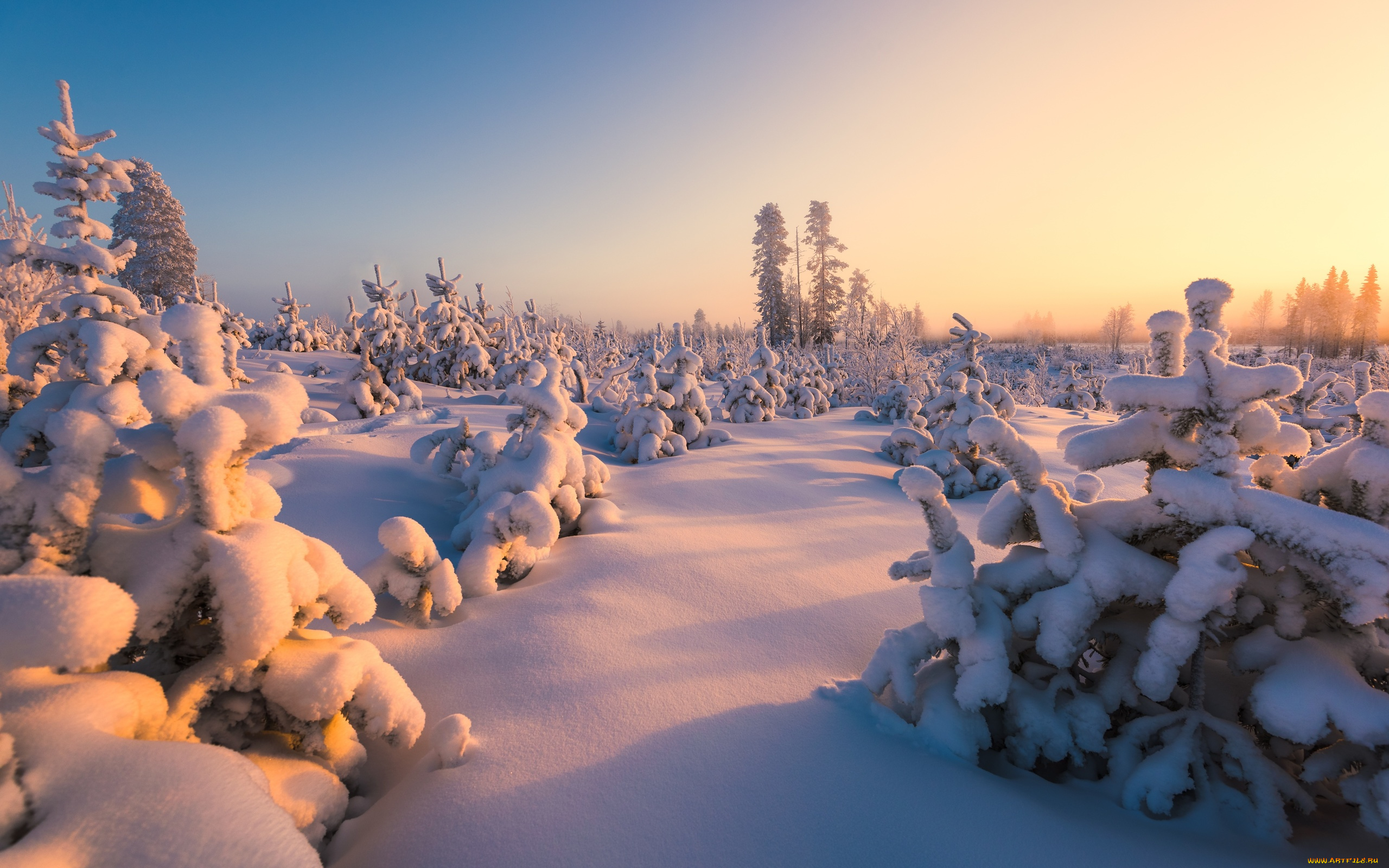 природа, зима, финляндия, снег, пейзаж, деревца, ёлочки