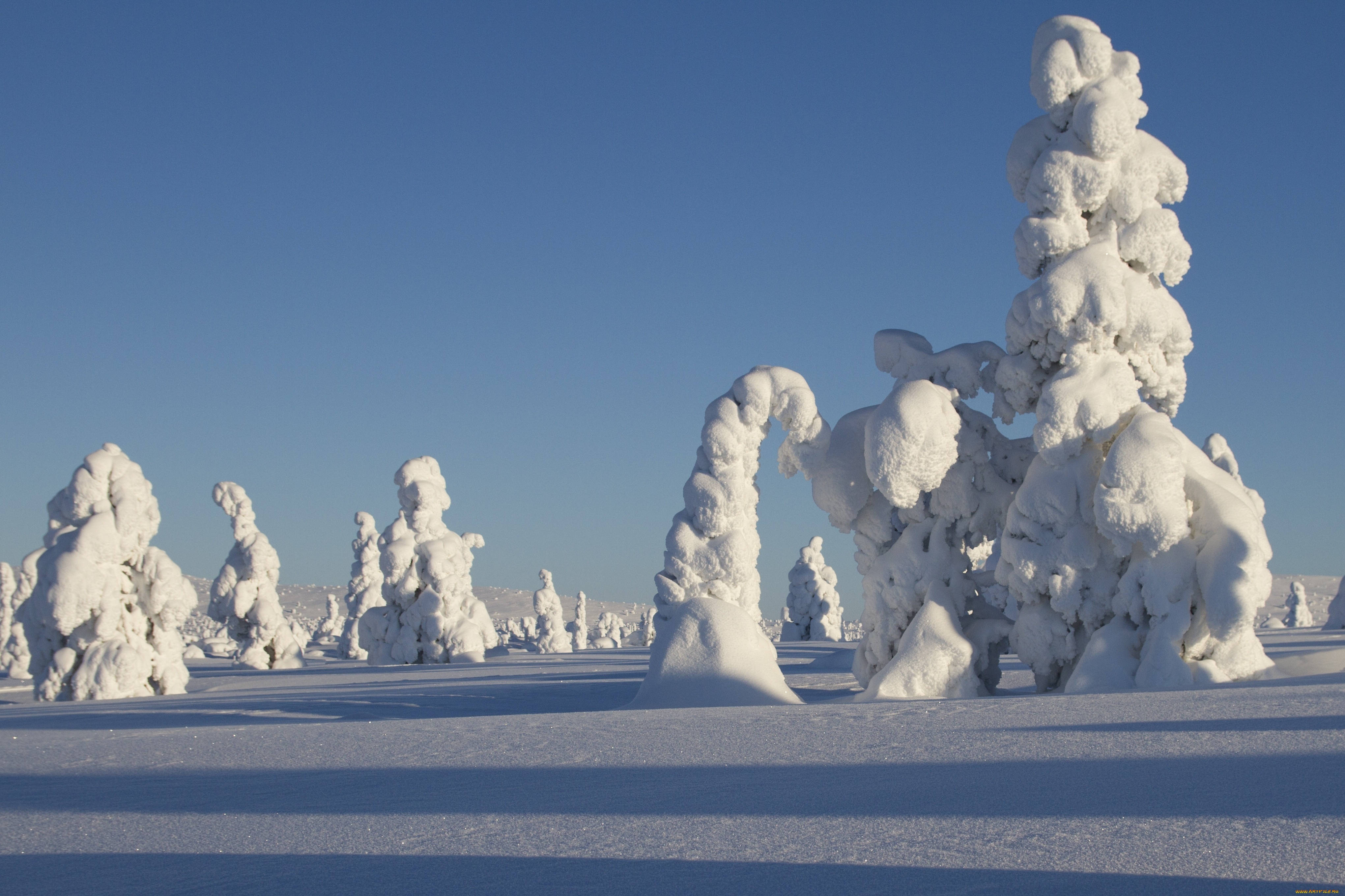 природа, зима, финляндия, лапландия, пейзаж, снег, деревья, ели, тени