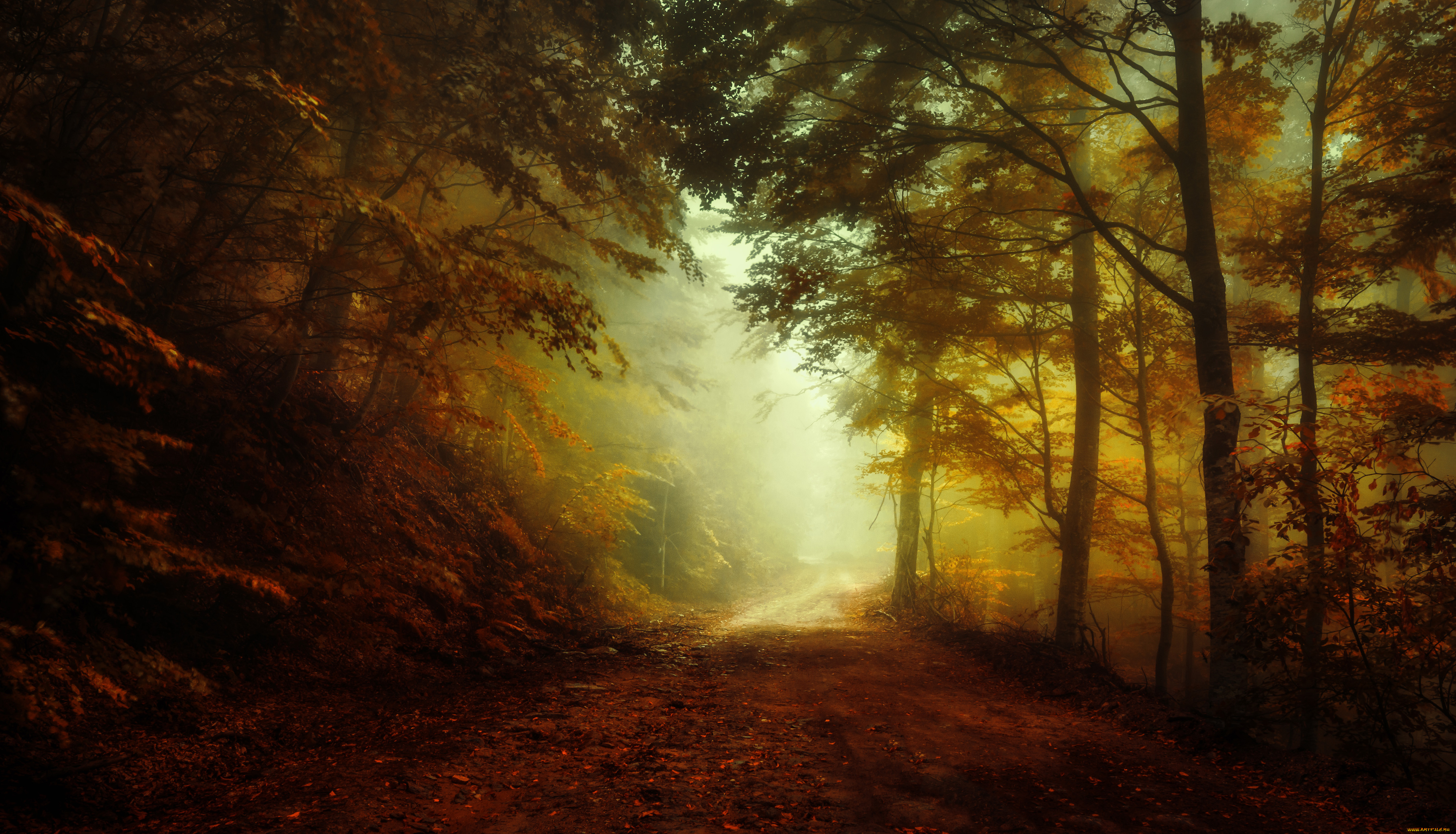 природа, дороги, деревья, туман, осень, пейзаж, лес, осенняя, пора