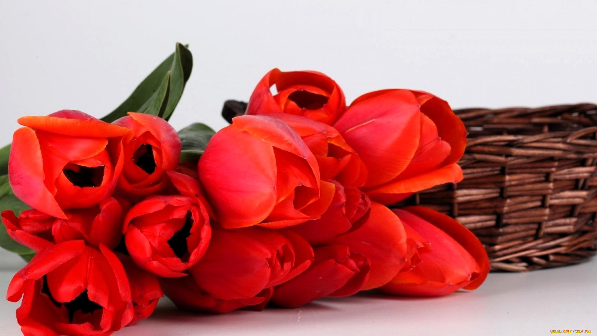цветы, тюльпаны, красные, корзина