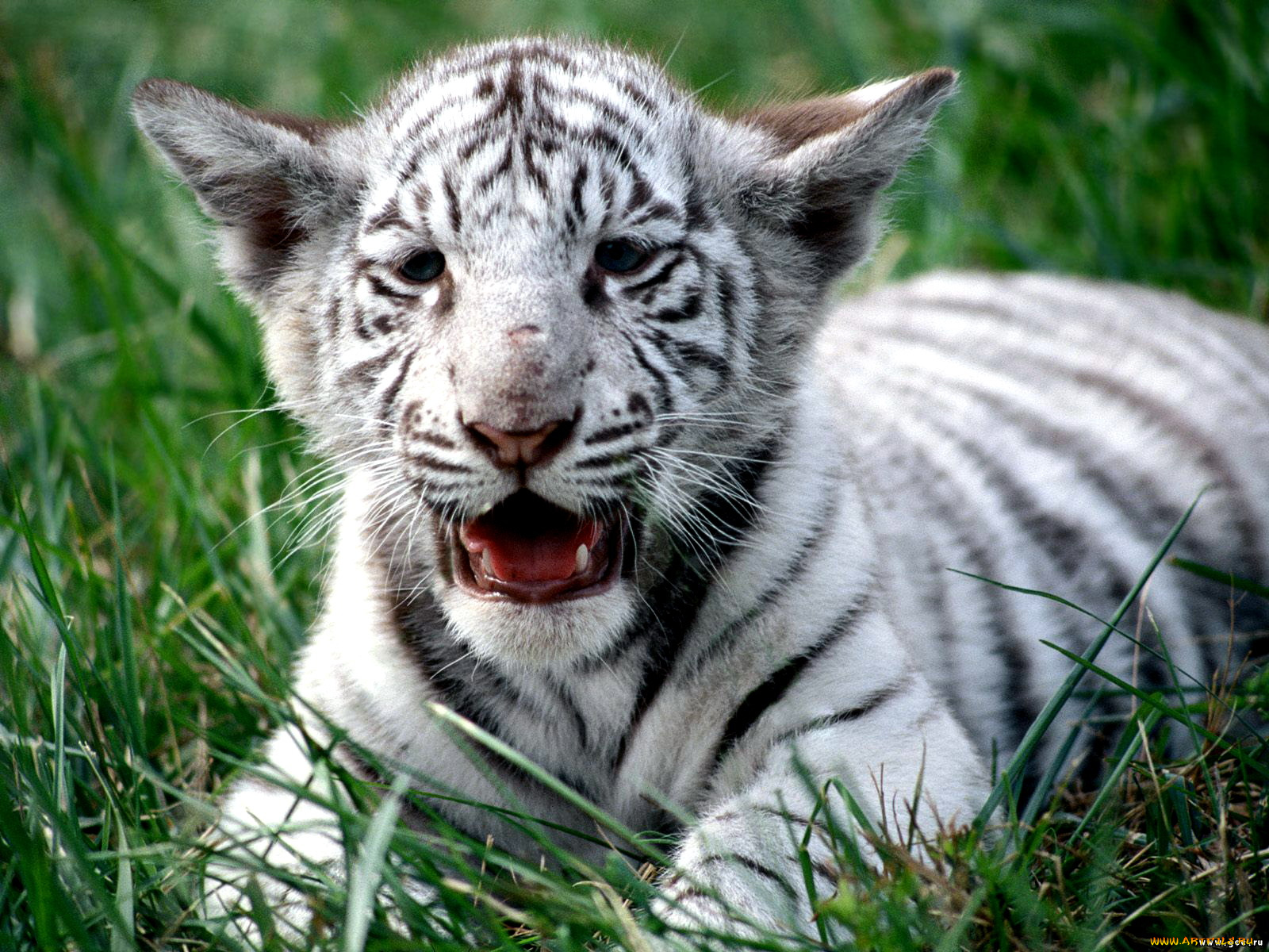 белый, малыш, животные, тигры