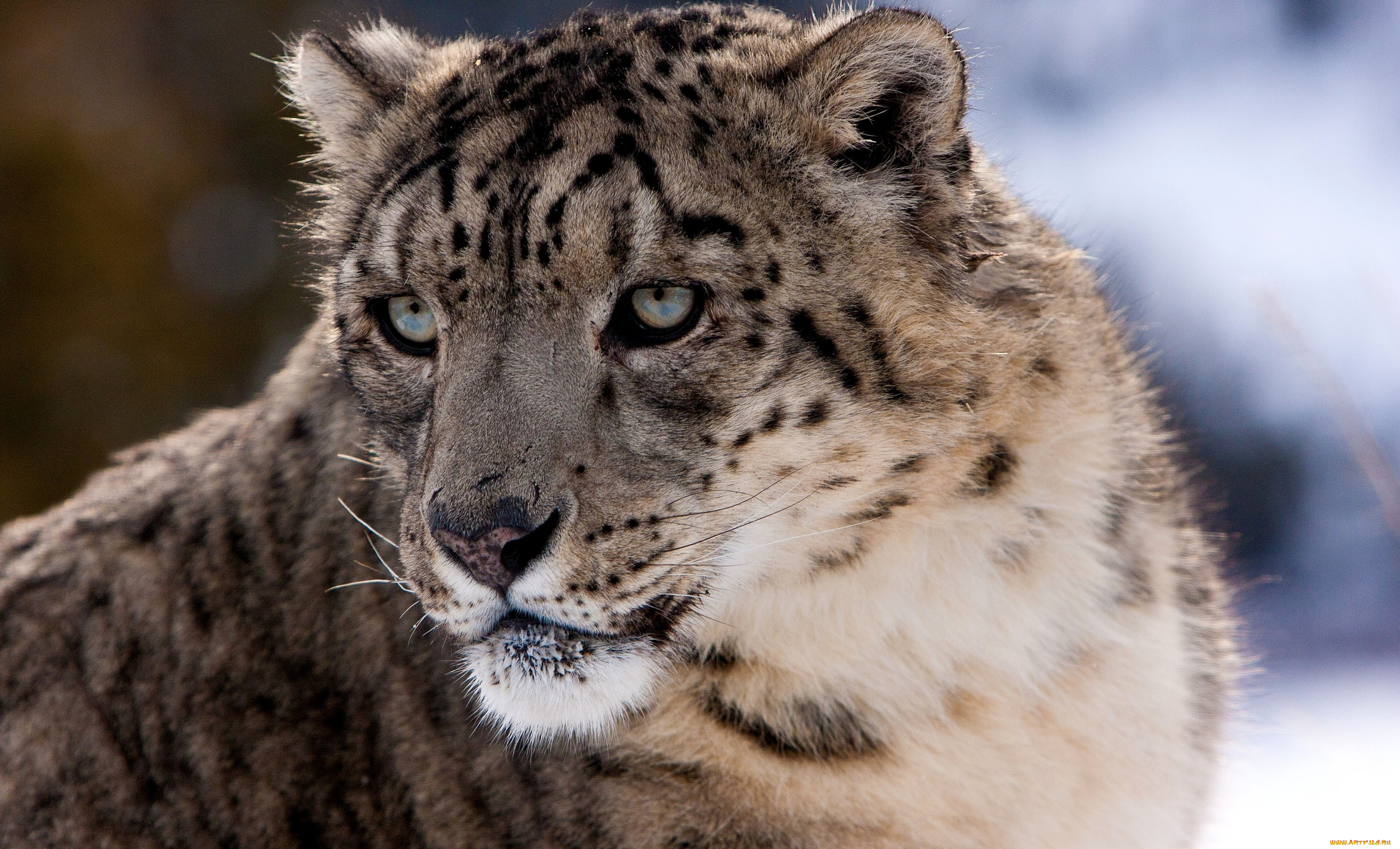 Барс 0. Ирбис. Снежный Барс леопард Snow Leopard Ирбис. Ирбис морда. Белый Барс.