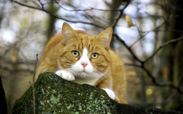 Картинка животные коты морда рыжик котик взгляд