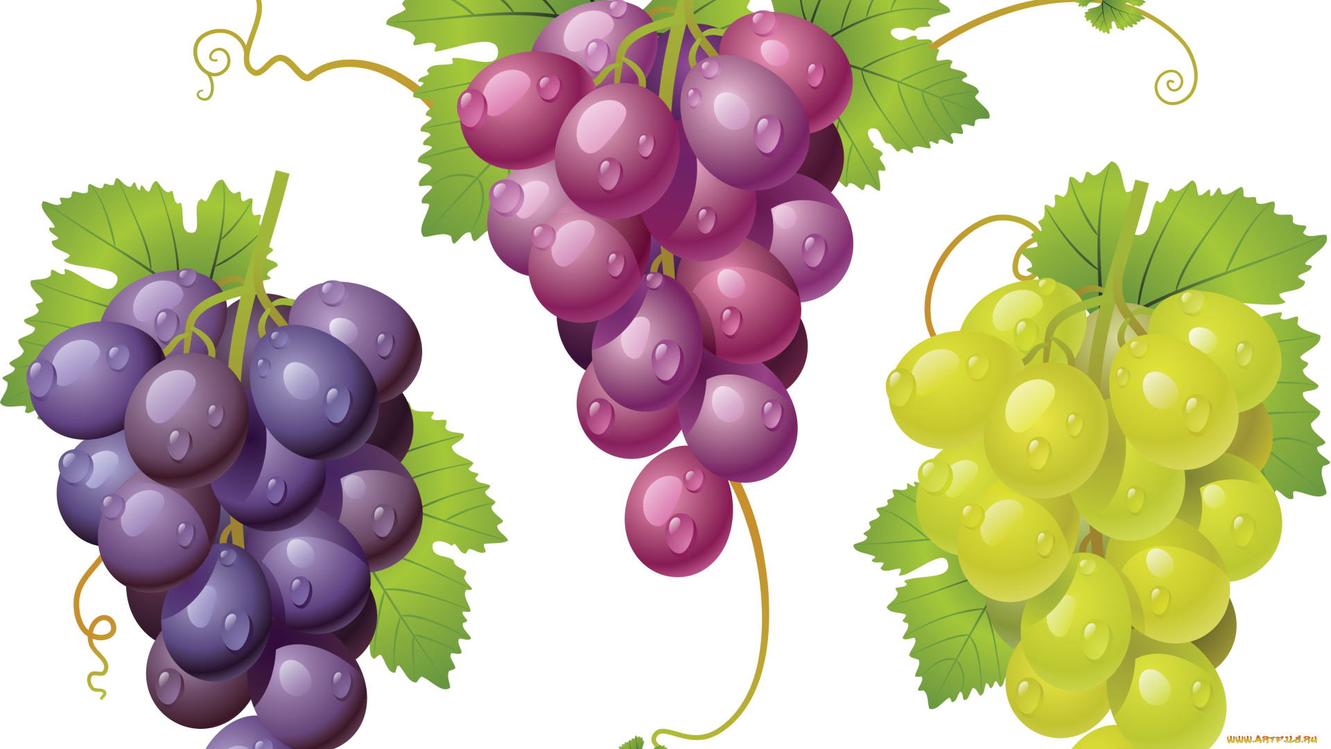 фрукты виноград картинки для детей