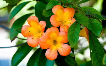Картинка цветы flowers растение лепестки ораньжевые цветочки