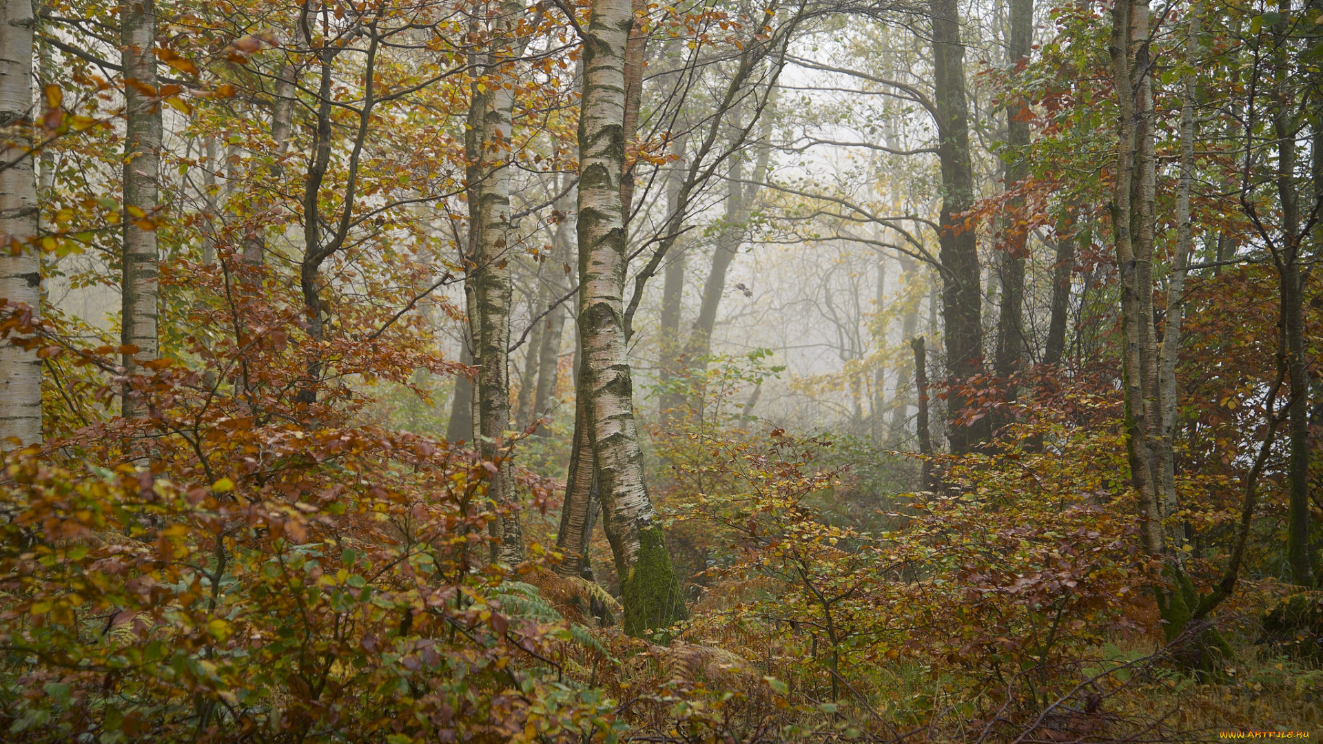 природа, лес, утро, туман