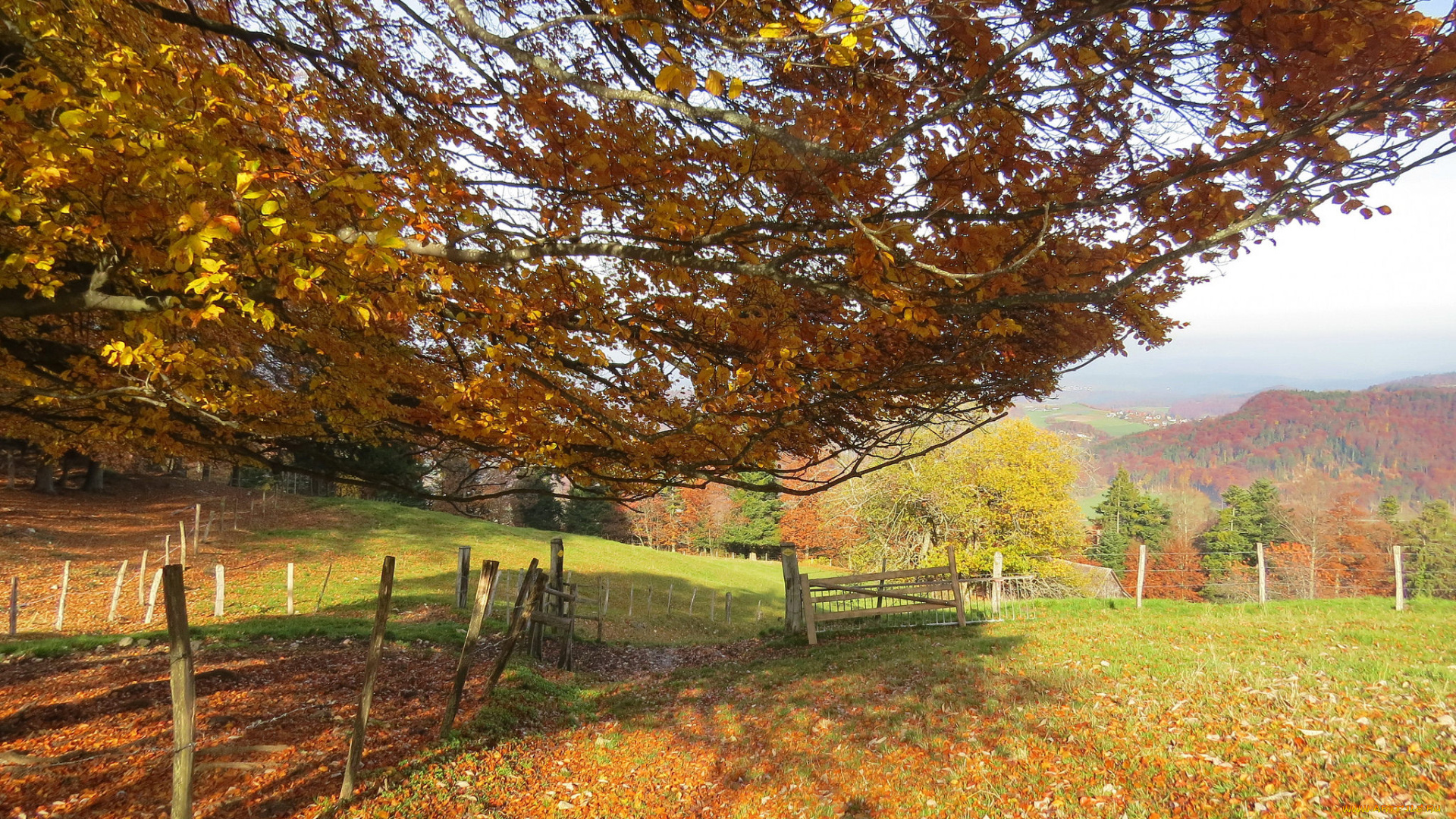 природа, пейзажи, осень, дерево, забор