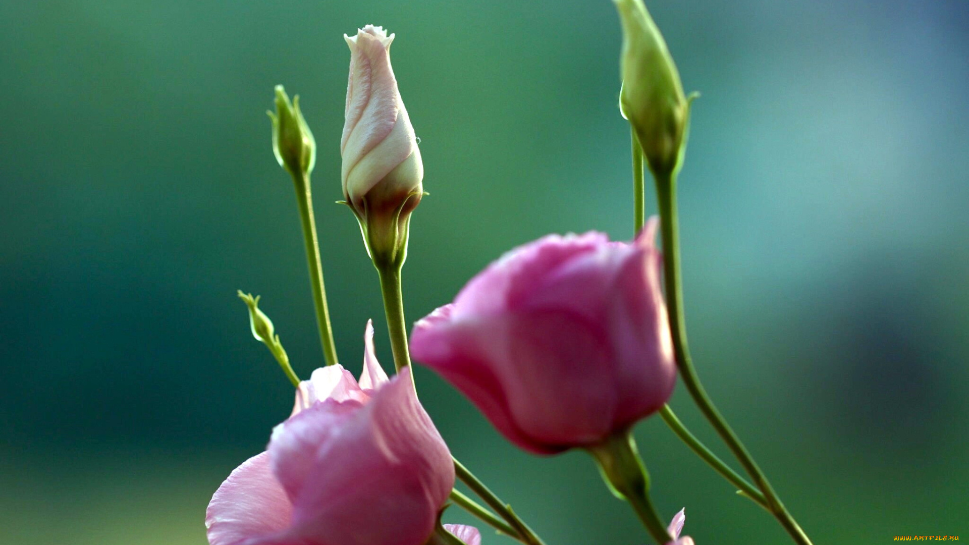 цветы, эустома, розовый