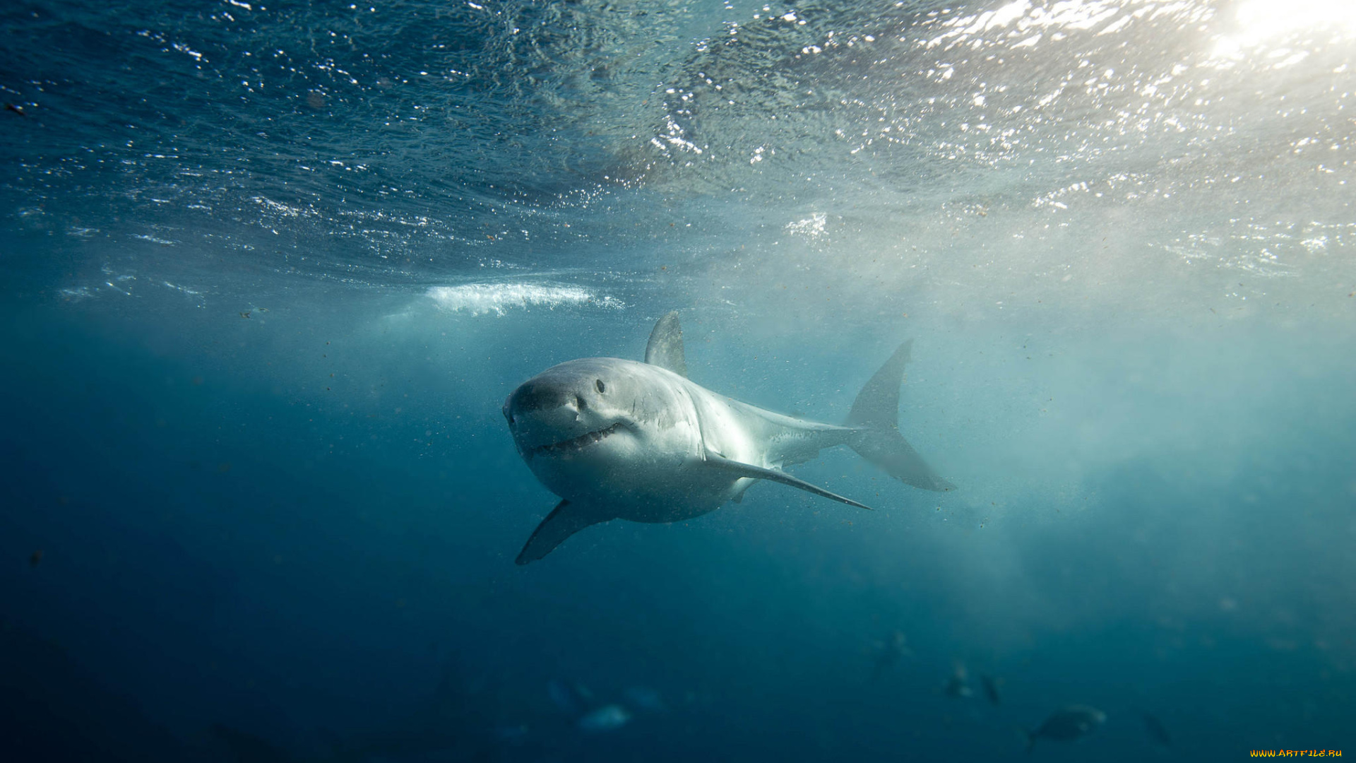 животные, акулы, акула, рыба, хищник, море, океан, вода, shark, подводный, обитатели, опасность, пасть, зубы, глубина