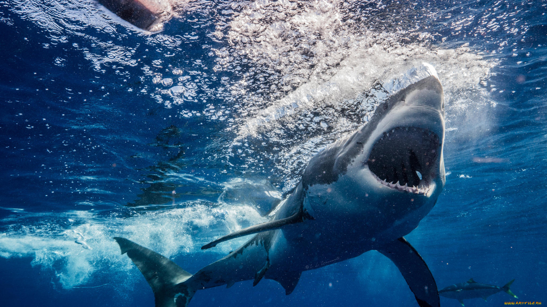 животные, акулы, рыба, глубина, вода, море, shark, акула, пасть, зубы, обитатели, подводный, океан, хищник, опасность