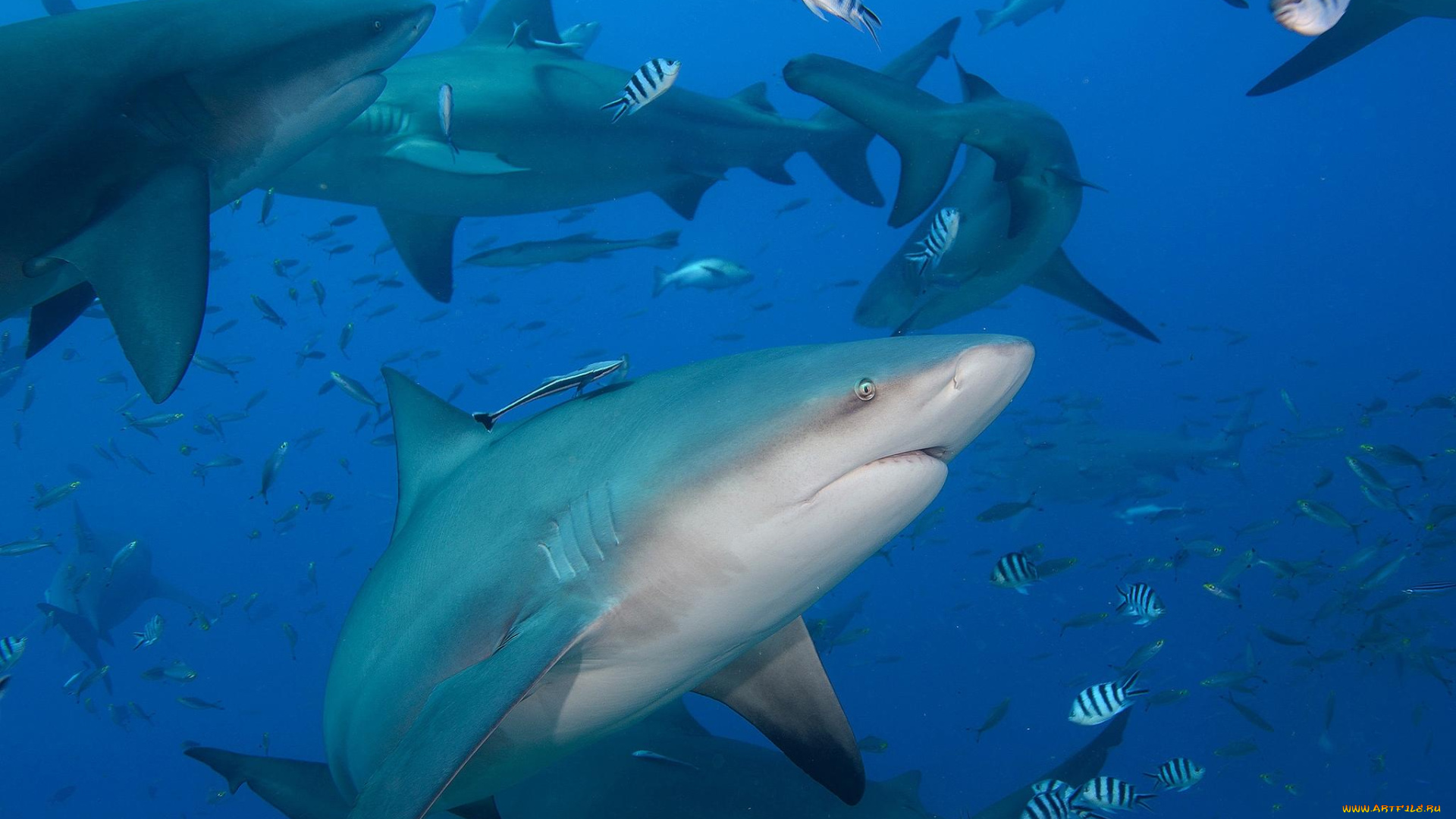 животные, акулы, рыба, хищник, глубина, океан, море, вода, пасть, зубы, опасность, обитатели, подводный, акула, shark