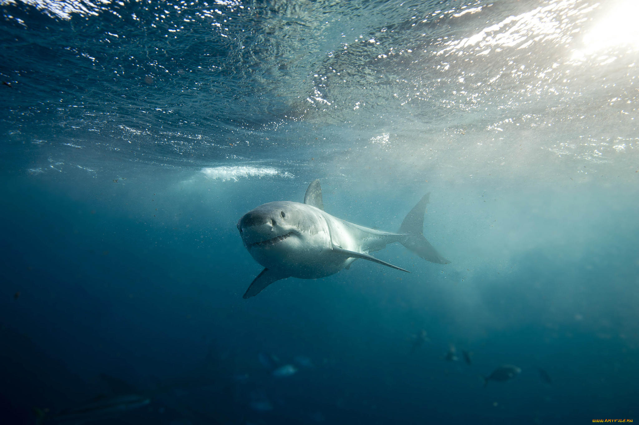 животные, акулы, акула, рыба, хищник, море, океан, вода, shark, подводный, обитатели, опасность, пасть, зубы, глубина