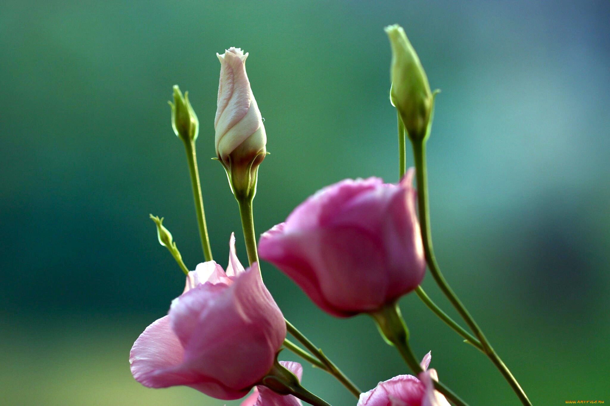 цветы, эустома, розовый