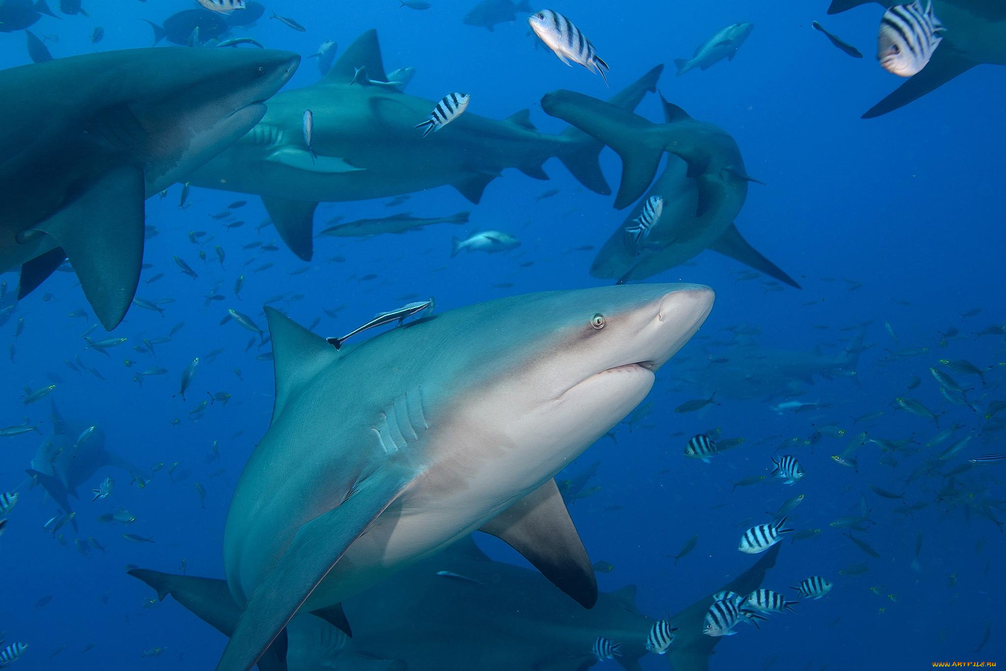 животные, акулы, рыба, хищник, глубина, океан, море, вода, пасть, зубы, опасность, обитатели, подводный, акула, shark